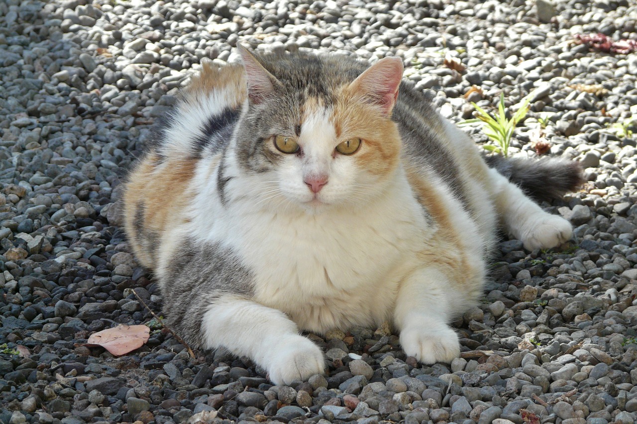 cat obesity: how to help your cat lose weight
