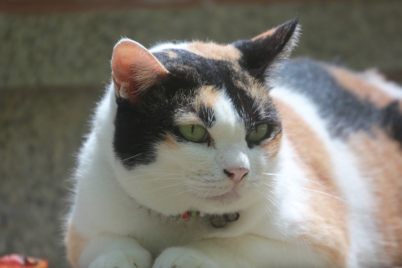 cat obesity: how to help your cat lose weight | ingleside animal