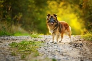 health benefits of mutts