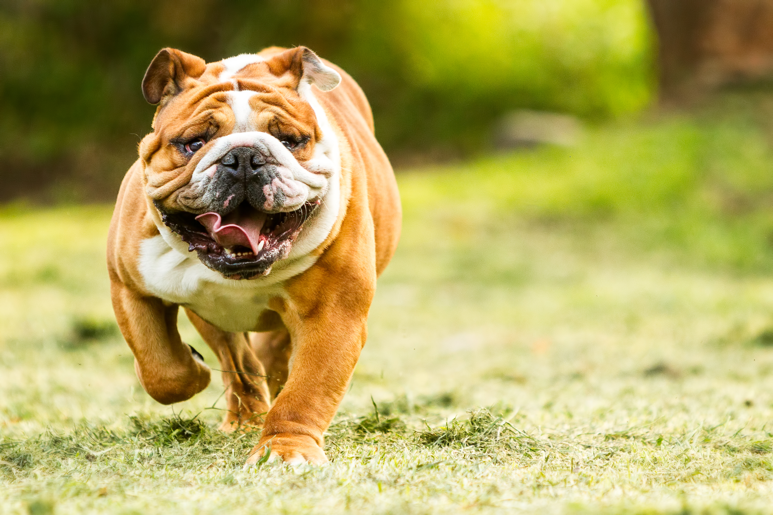 bulldogs can easily get heatstroke