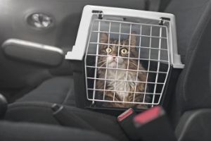 Hassle-Free Vet Visit Large Cat Carrier –