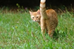 cat giving you his butt