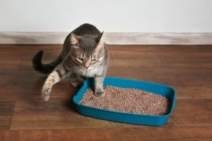 cats going outside the litter box