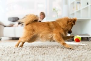 indoor fetch with dogs