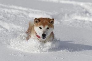 snow fun with dogs