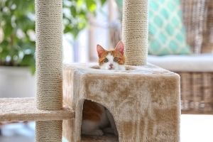 kitten in a cat tree
