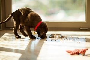 puppy diet for potty training