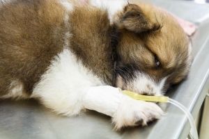 treatment of parvovirus in puppies