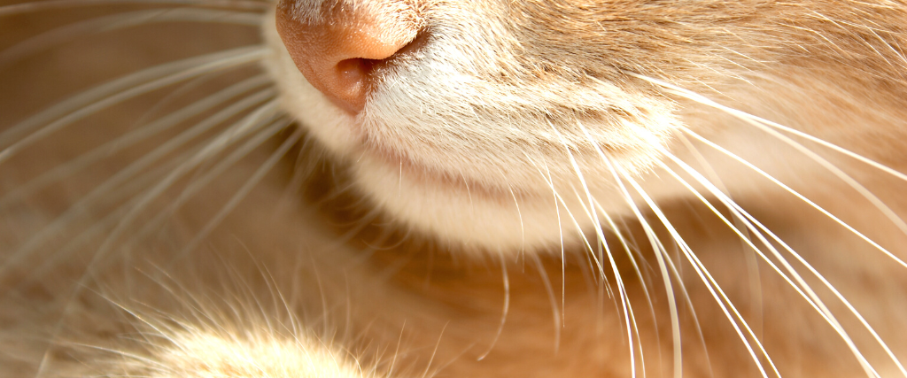 Cat nose and whiskers