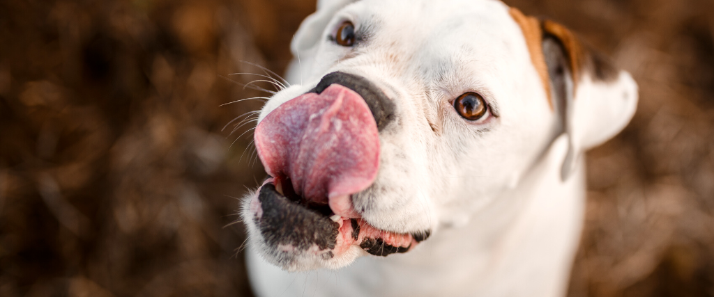 Cute boxer dog licking its nose seen from above