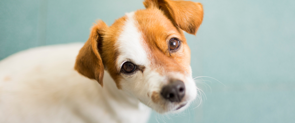 Small cute dog looking at the camera