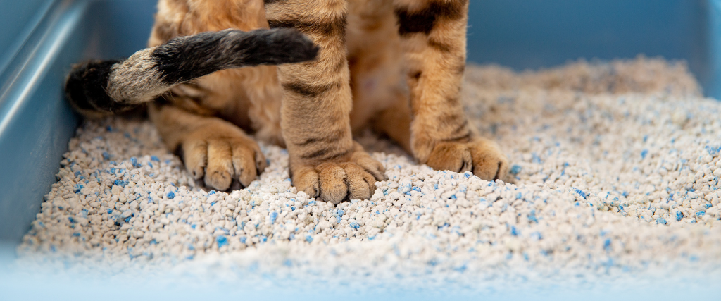 cat in litterbox