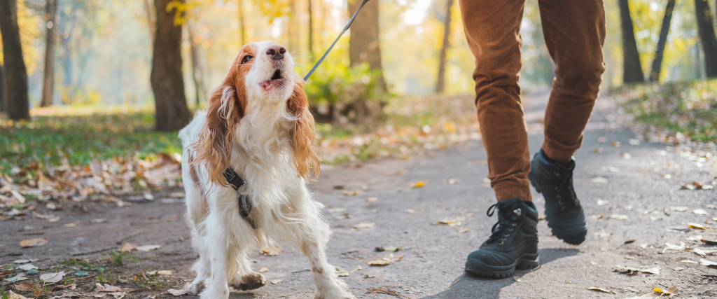 Annoying best sale dog barking