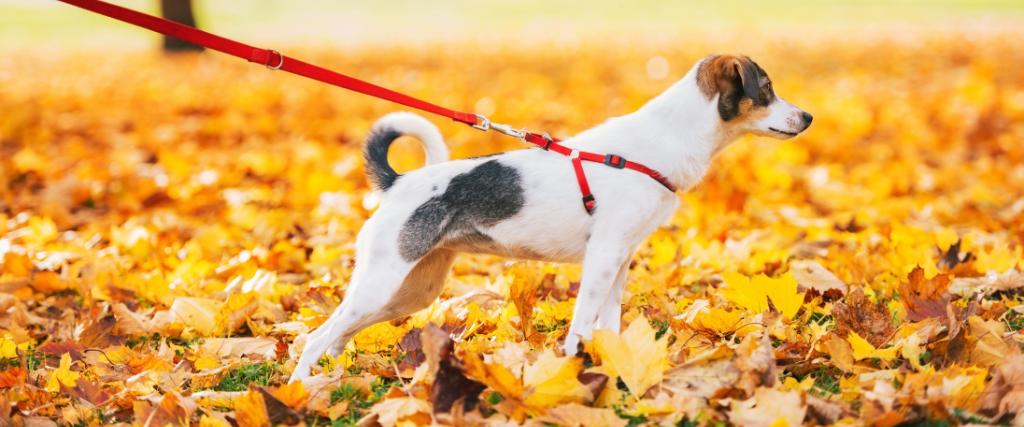 dog pulling on leash