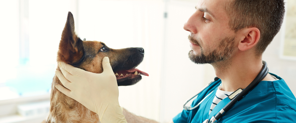 Vet doctor checking eyes of fluffy patient while holding its muzzle