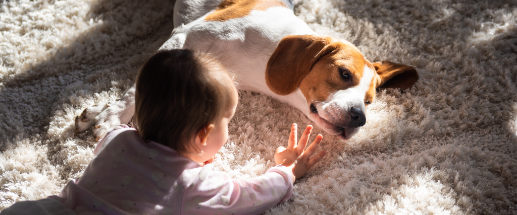 toddler petting dog