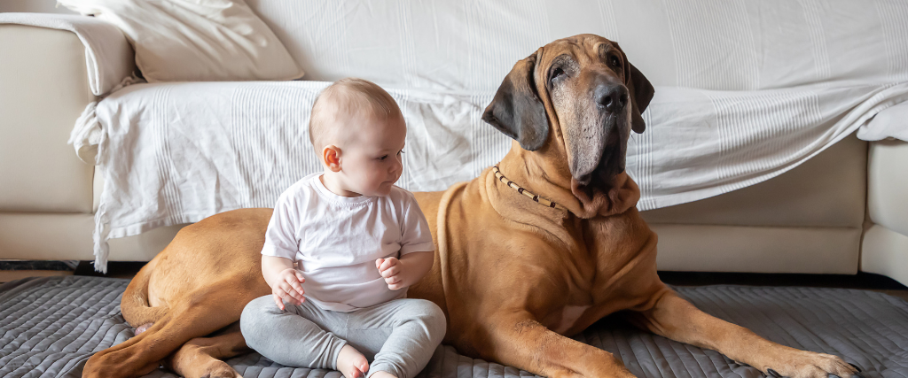 baby sitting nicely by dog