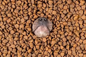 dog nutrition myths