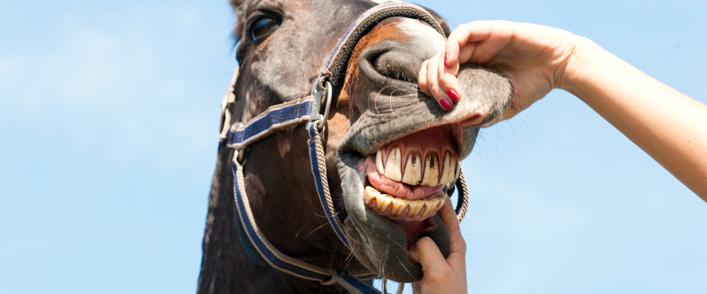 Inspecting horse teeth and health outside on a blue cloudless sky background.