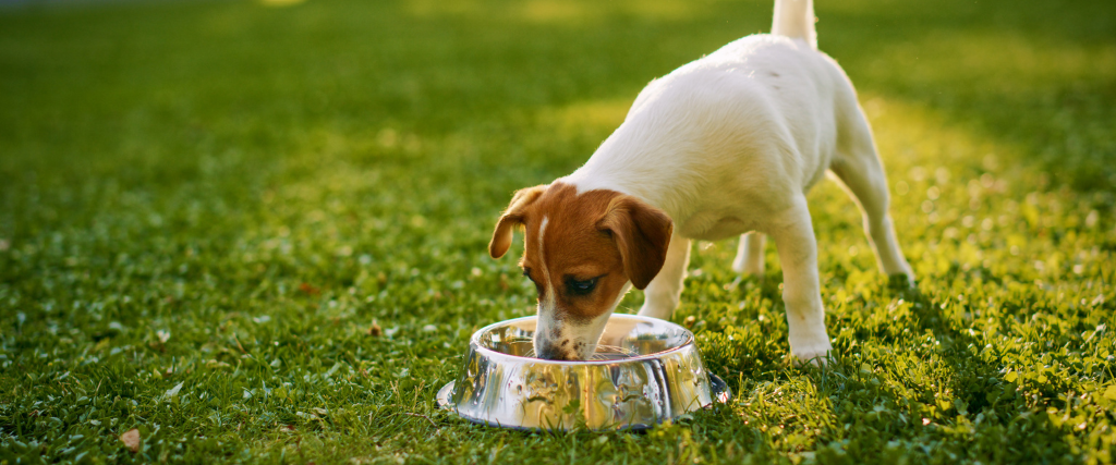 Puppy drinking water out of bowl.