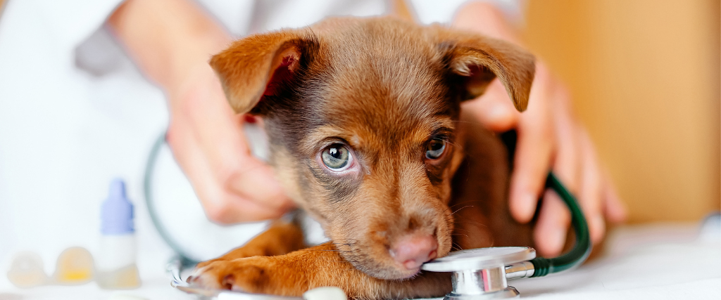 Puppy at the veterinary clinic.