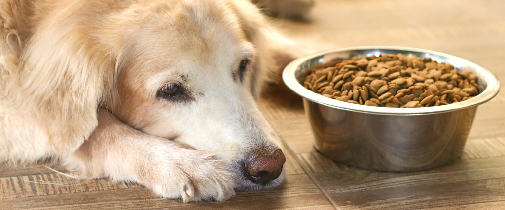 Sad golden retriever dog get bored of food