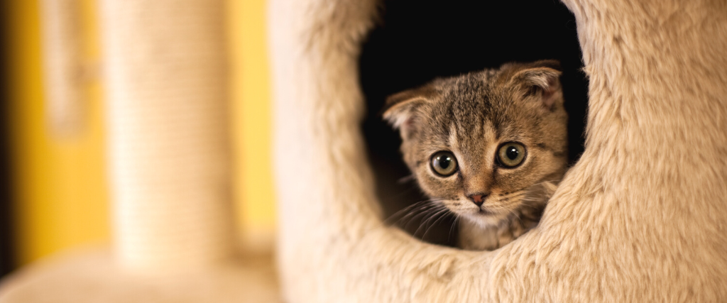 Cat hiding in cat tree