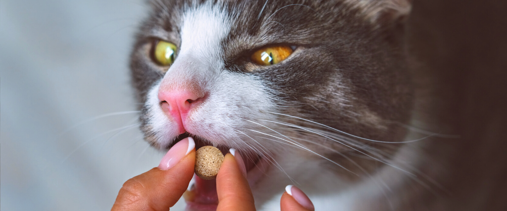 Woman giving a pill to sick domestic cat