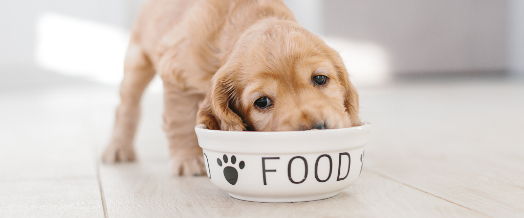 Puppy eating from a food bowl.