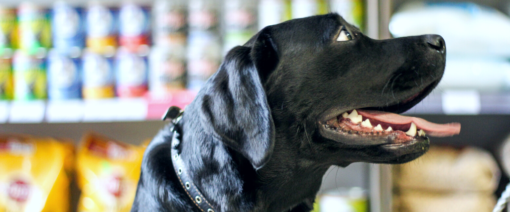 Black labrador in a pet store.