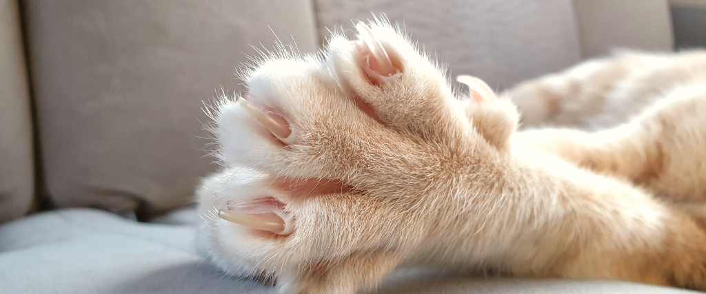 how-to-trim-your-cat-s-nails