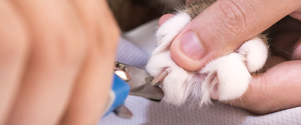 Cat's getting a nail trim.