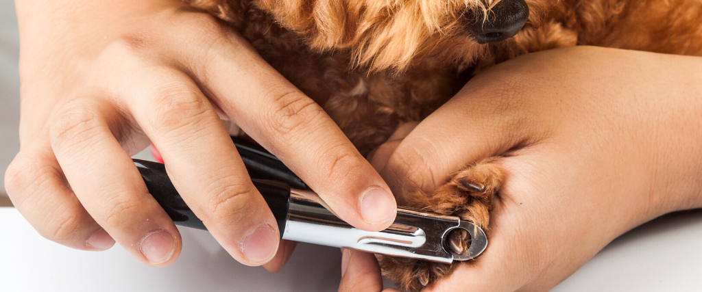 How To Trim Your Dog's Nails