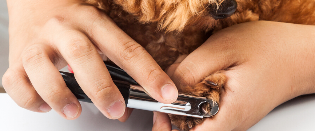 Dog nails being cut and trimmed during grooming