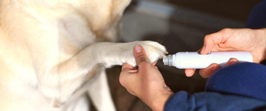 Dog nail clipping banner. Woman using nail clippers to shorten dogs nails.