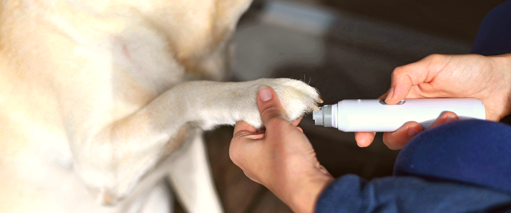 Laser dog deals nail clippers