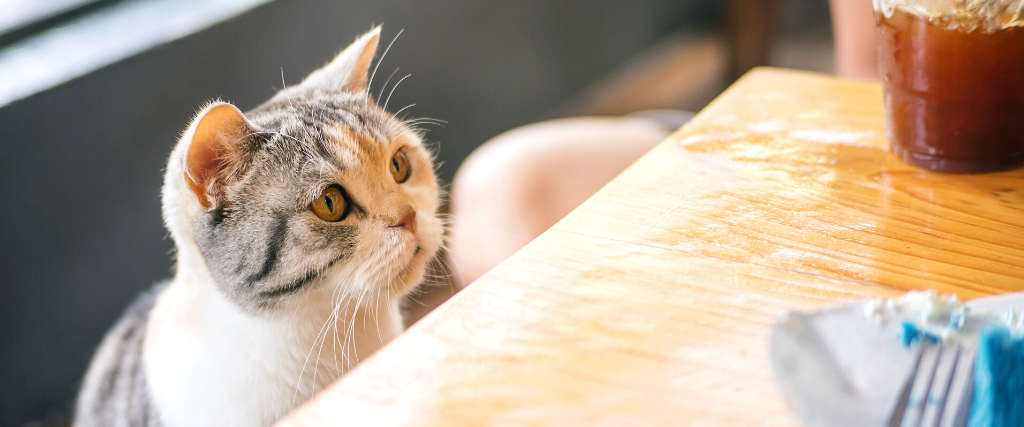 cat looking at food on a wooden table