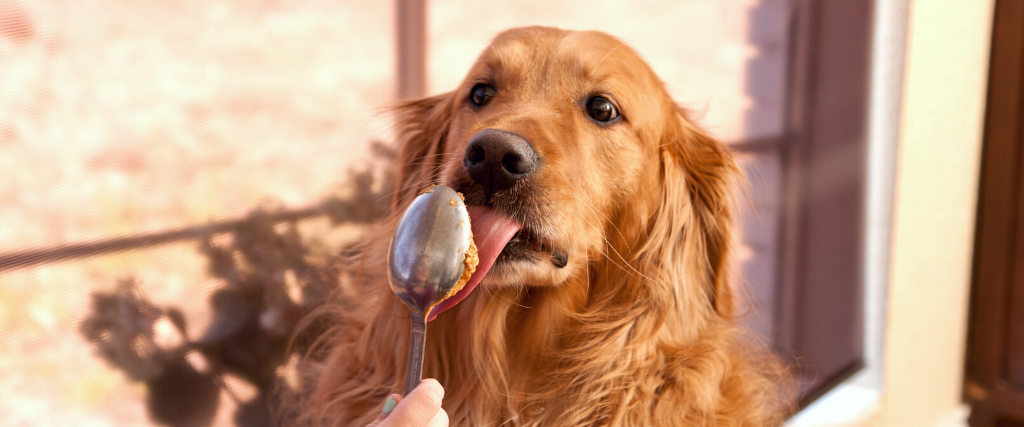 Feeding a golden retriever peanut butter