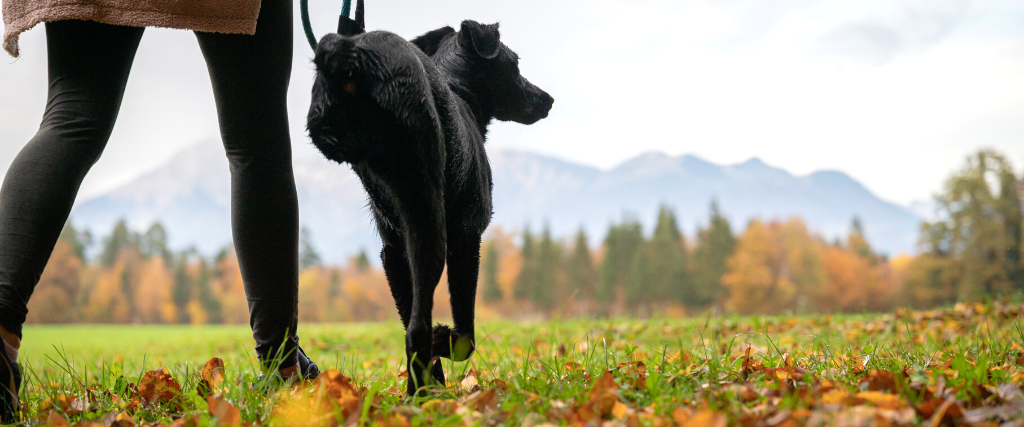 Rear view of a woman walking her three legged dog outside in beautiful green meadow.