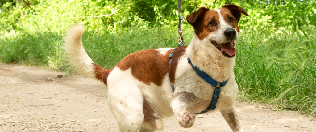 dog with three legs white and brown