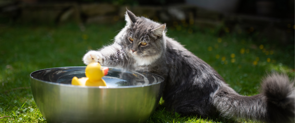 Cat playing in water