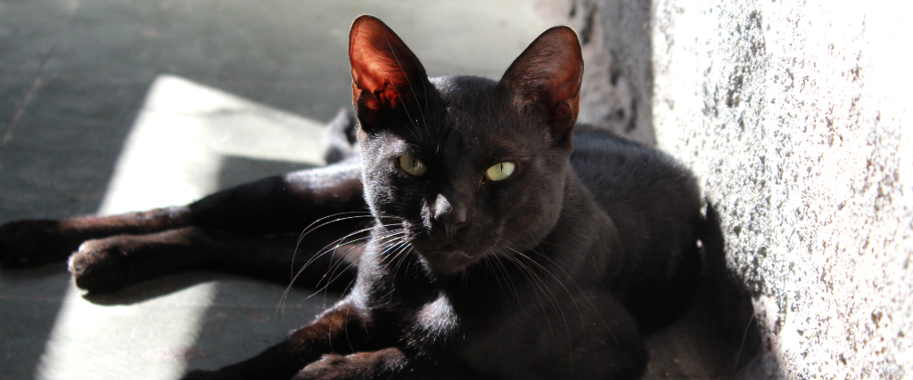 Black cat in the sun