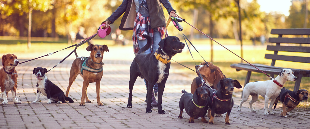 Happy dogs walking in the park and enjoying with dog walker