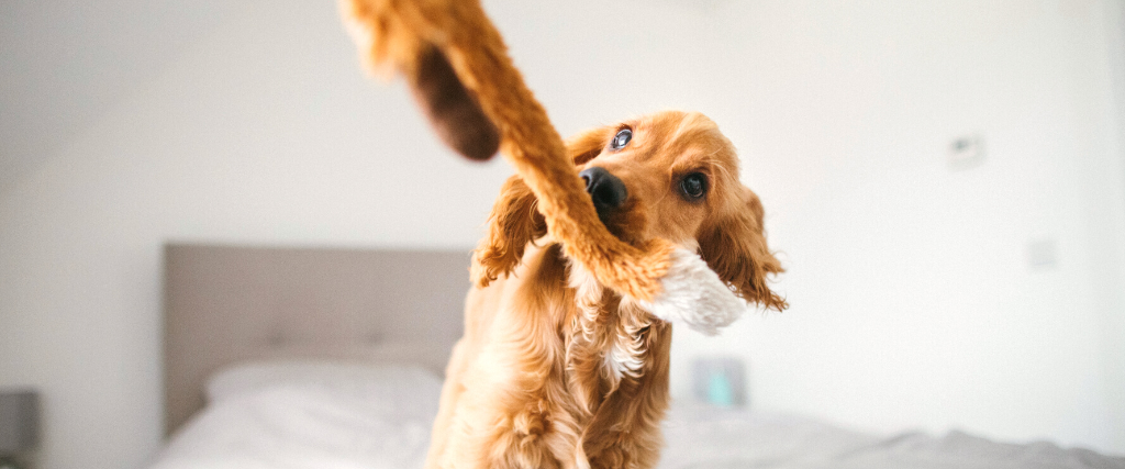 Fluffy Dog Playing with Dog Toy