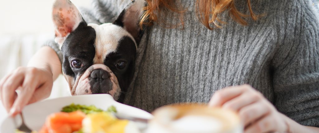 Dog begging for food from the owner