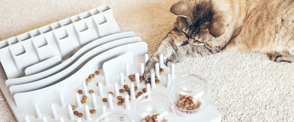 Cat playing with slow feeder toy