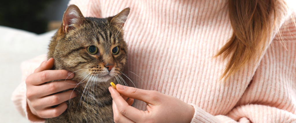 Woman giving pill to cute cat indoors, closeup.