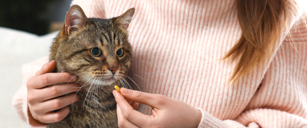 Stressed Cat Check Out These 7 Ways to Manage Cat Anxiety