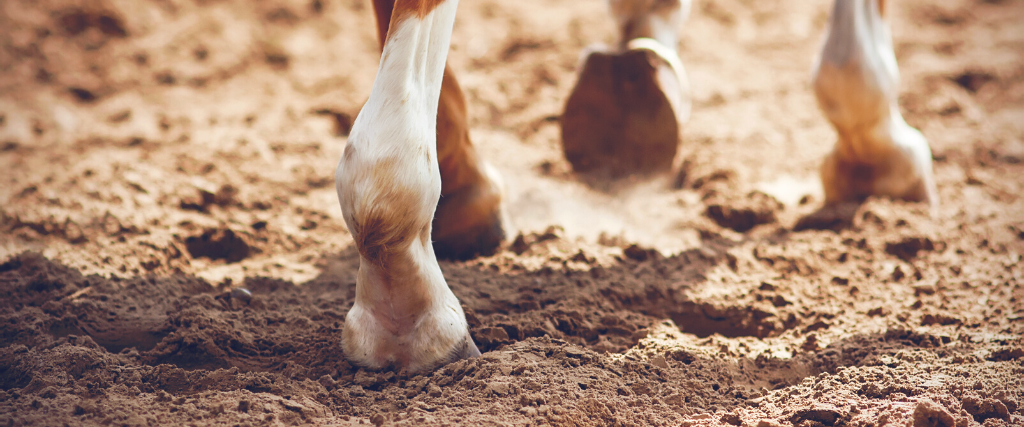 The thin, elegant legs of a sorrel horse with unshod hooves