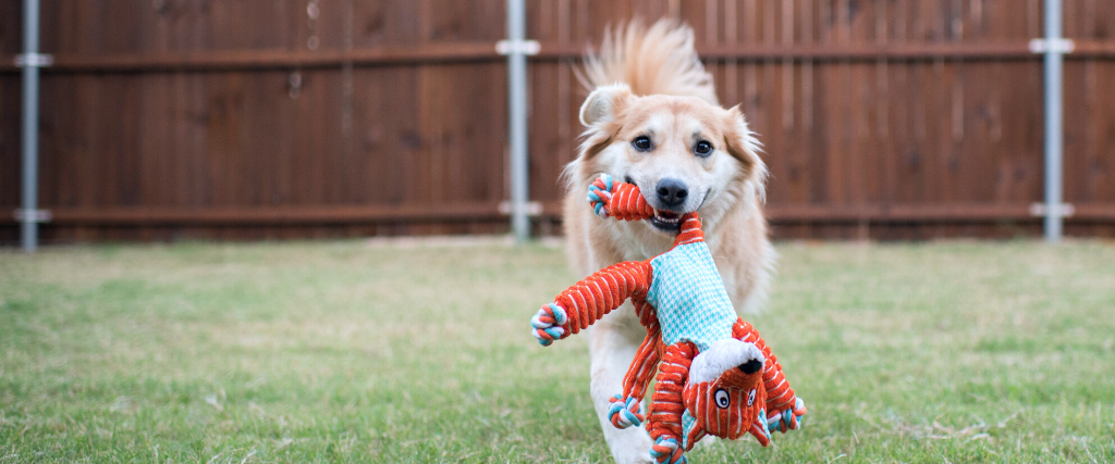 Dog Carrying Plush Toy